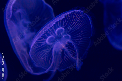 jellyfish on blue background