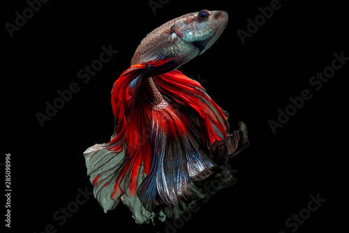Rhythmic movement of fancy half moon long tail Betta fish isolated on black background.
