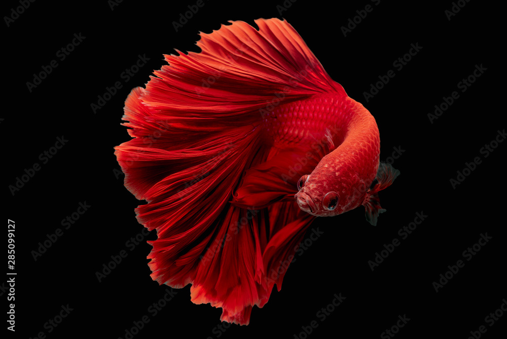 Fototapeta Rhythmic movement of Red Hawk over half moon long tail Betta, fish isolated on black.