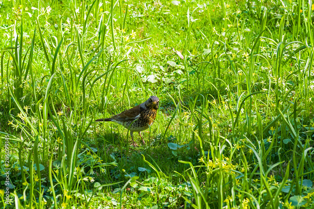 Fieldbird (Turdus pilaris) in the grass. Fieldbird (Turdus pilaris) in the grass.