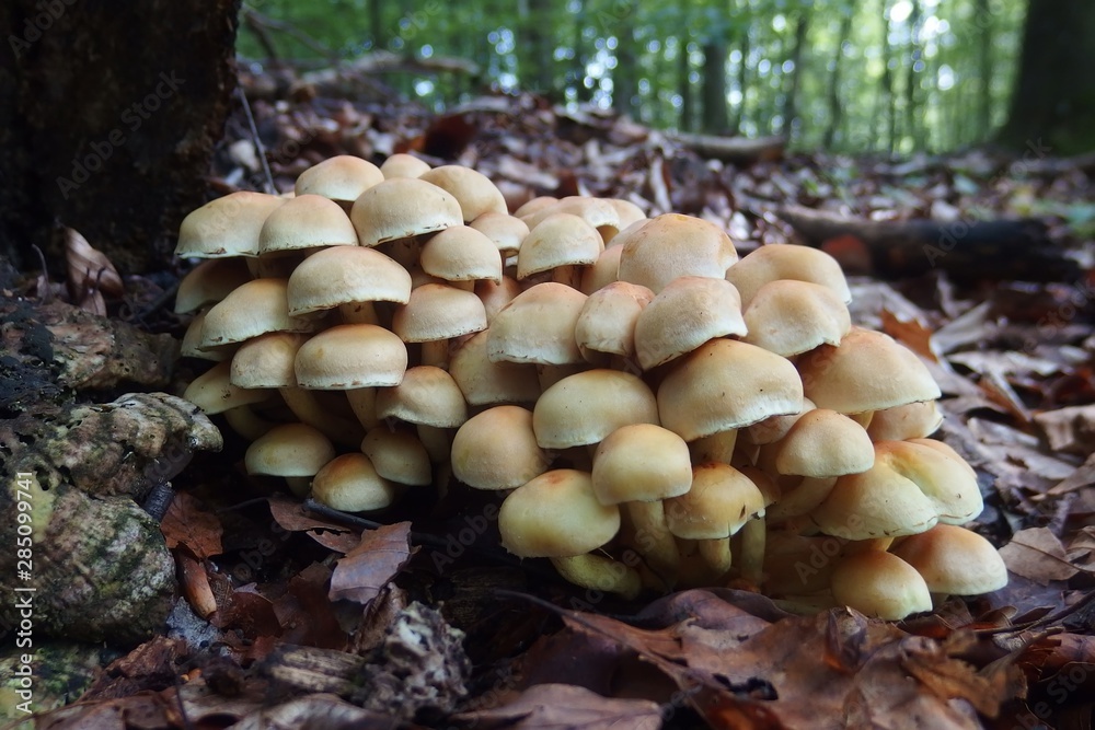 Group of Hypholoma fasciculare, commonly known as the sulphur tuft, or clustered woodlover. It is poisonous mushroom, sometimes confused with edible Kuehneromyces mutabilis (sheathed woodtuft). Group of Hypholoma fasciculare, commonly known as the sulphur tuft, or clustered woodlover. It is poisonous mushroom, sometimes confused with edible Kuehneromyces mutabilis (sheathed woodtuft).