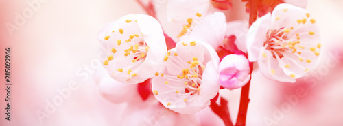 Spring flowers of apricot tree on the branches.