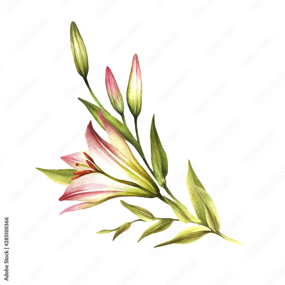 Obraz premium The image of a lilies. Hand draw watercolor illustration