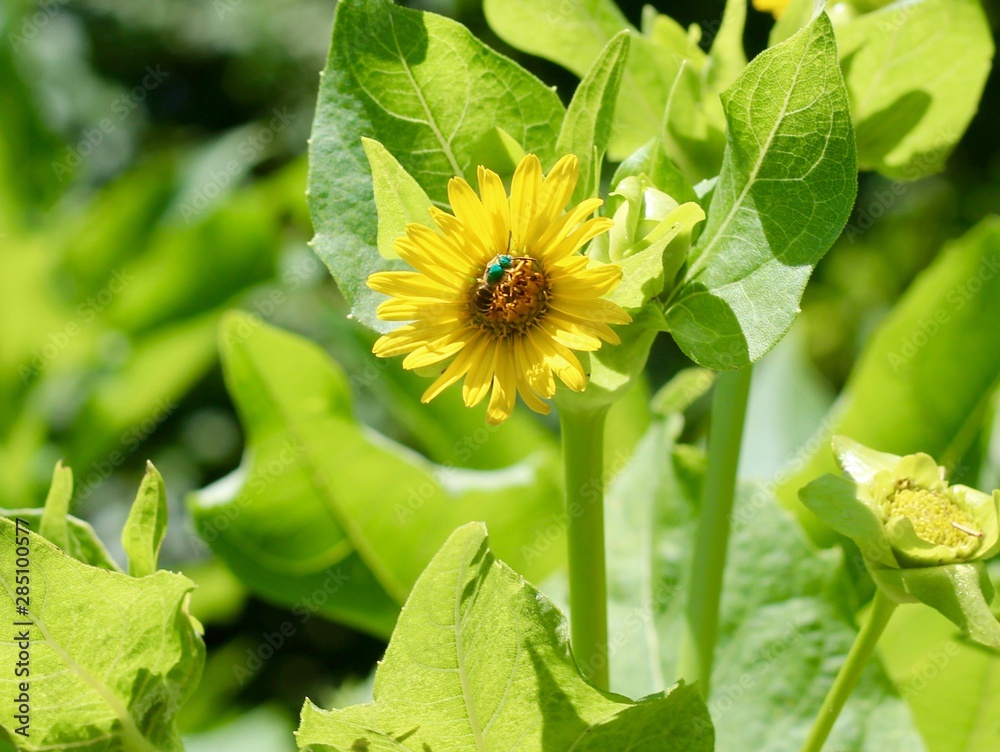 The bright yellow flower in the garden on a sunny day. The bright yellow flower in the garden on a sunny day.