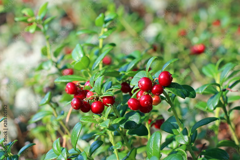 Cowberry Bush with red berries Cowberry Bush with red berries
