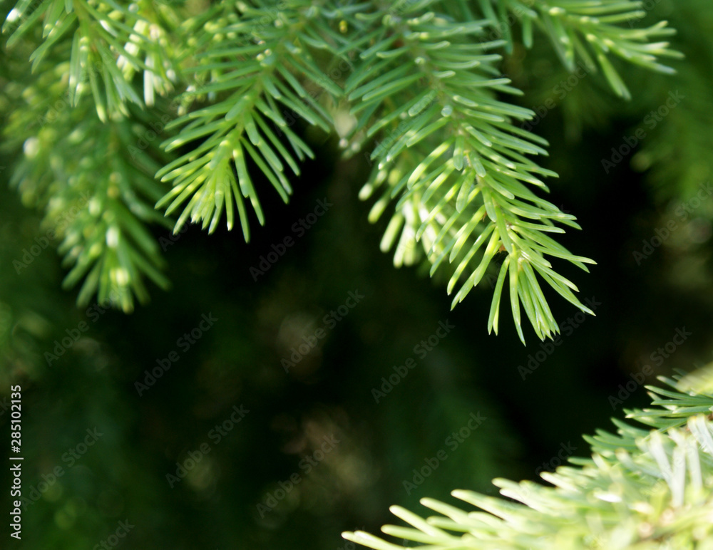 green branches of a coniferous tree close-up for сhristmas and new year holidays