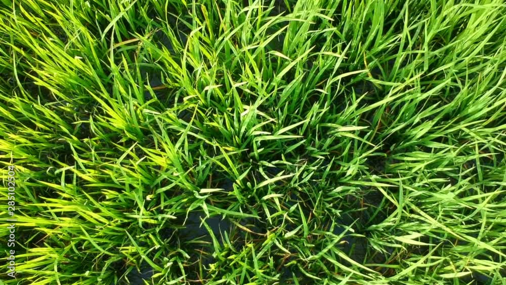 Green rice field for background Green rice field for background