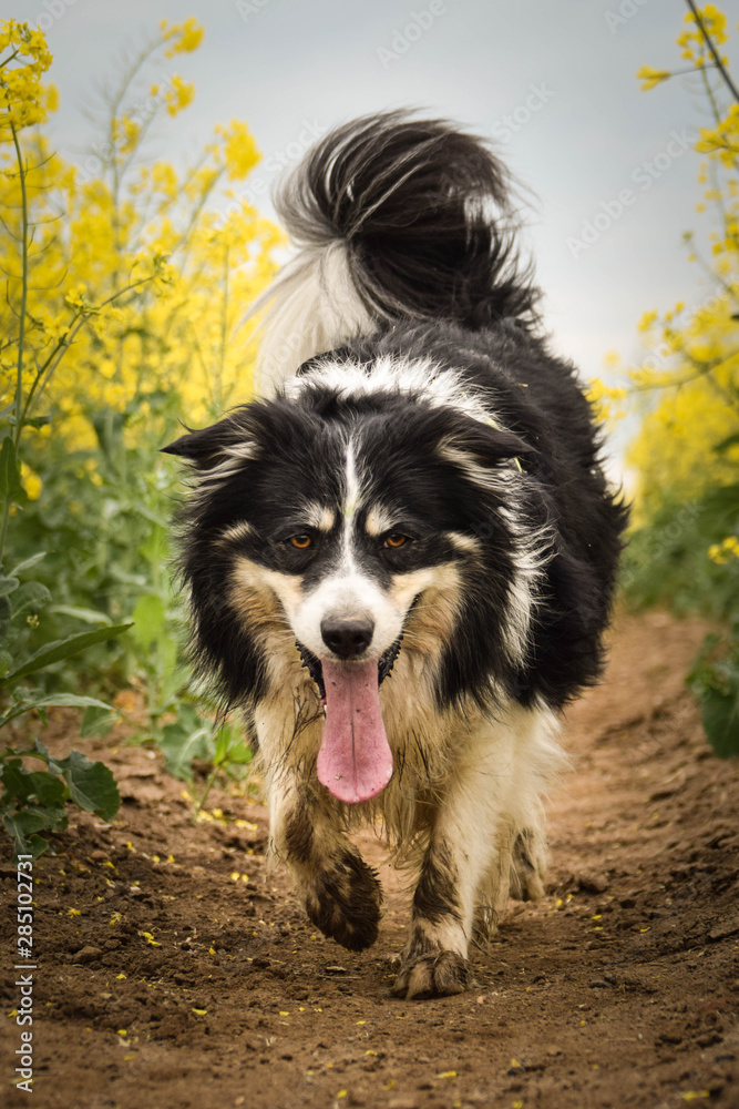 Border collie is running in yellow colza. He is running for his breader