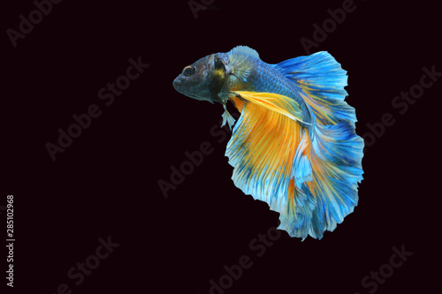 Blue and yellow mixed fighting fish, very beautiful.