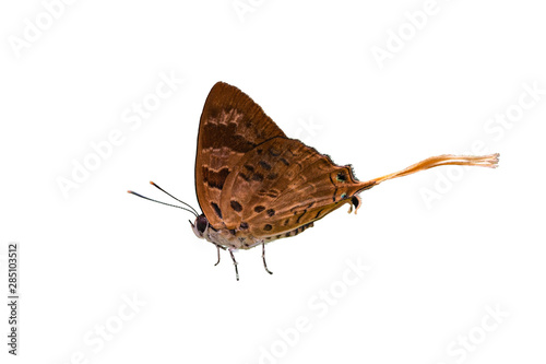 Plane or Bindahara phocides phocides (Fabricius, 1793) , beautiful brown butterfly isolated feeding on white flower on black background in Pang Sida National Park, Sa Kaeo , Thailand. photo