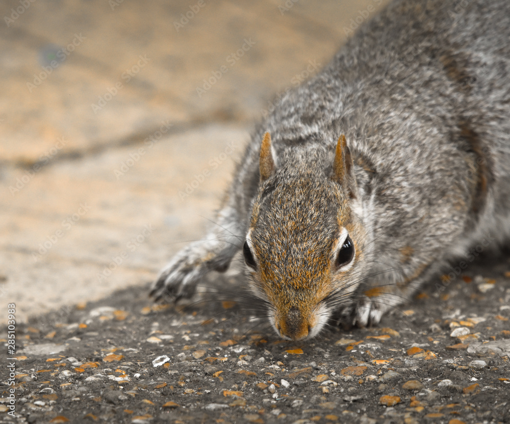squirrel eating nut squirrel eating nut