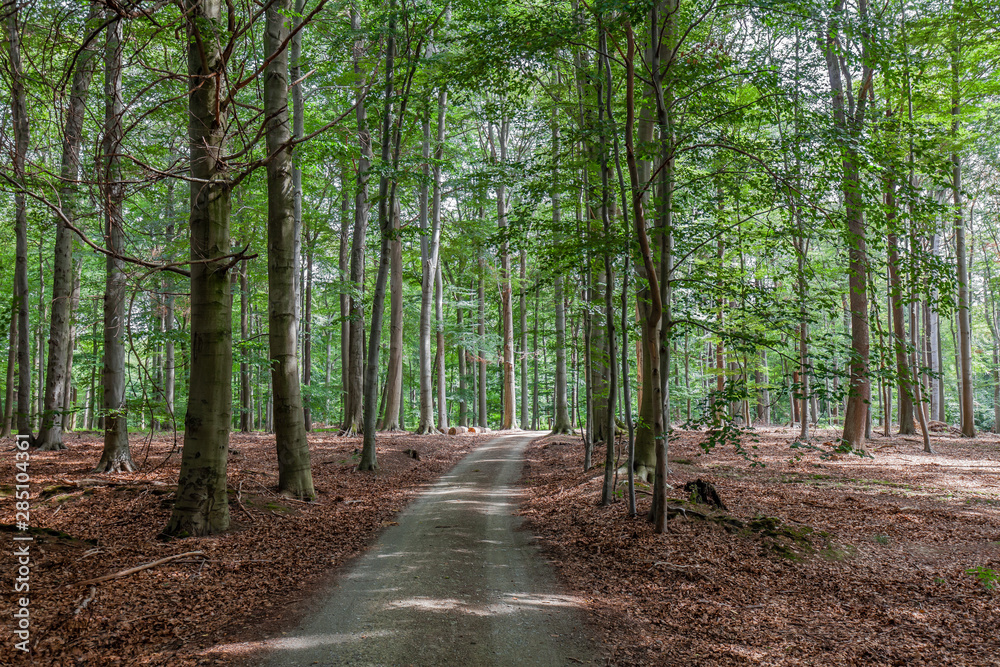 im Wald auf dem Waldweg im Sommer zur Erholung mit Sonne durch die Blätter Baumkrohnen im Wald auf dem Waldweg im Sommer zur Erholung mit Sonne durch die Blätter Baumkrohnen