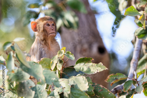 India, Uttarakhand, Rhesus Macaque at Jim Corbett National Park photo