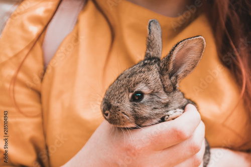 Woman holding little cute rabbit, cute funny rabbit, blurred background