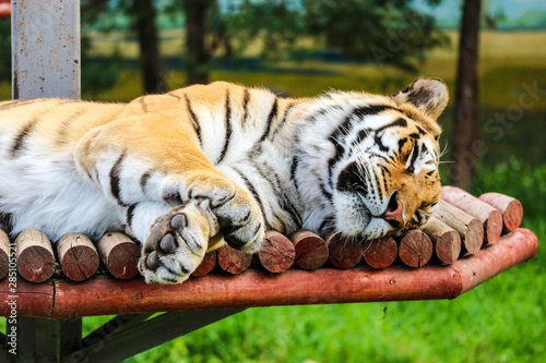  Big and beautiful siberian tiger sleeps in the zoo