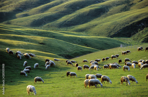 Italy, Tuscany, near Asciano, sheep in meadow photo