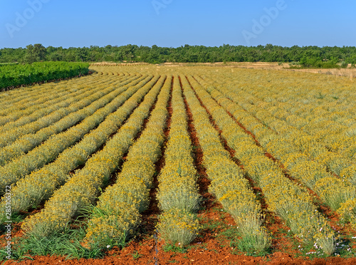 Immortelle field near Oklaj in Croatia photo