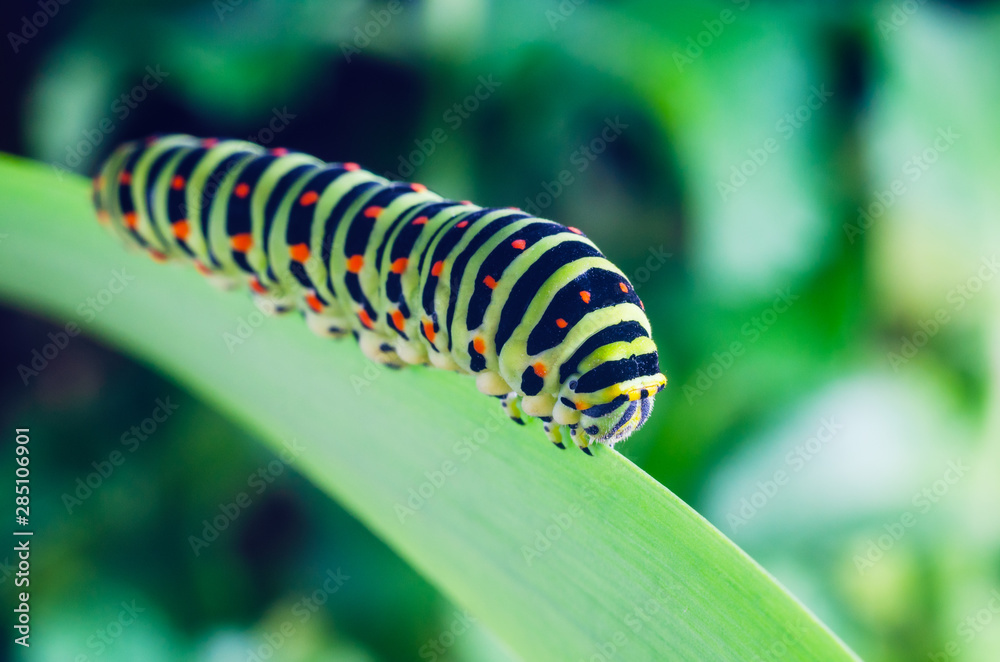 Caterpillar of the Machaon crawling on green leaves, close-up Caterpillar of the Machaon crawling on green leaves, close-up