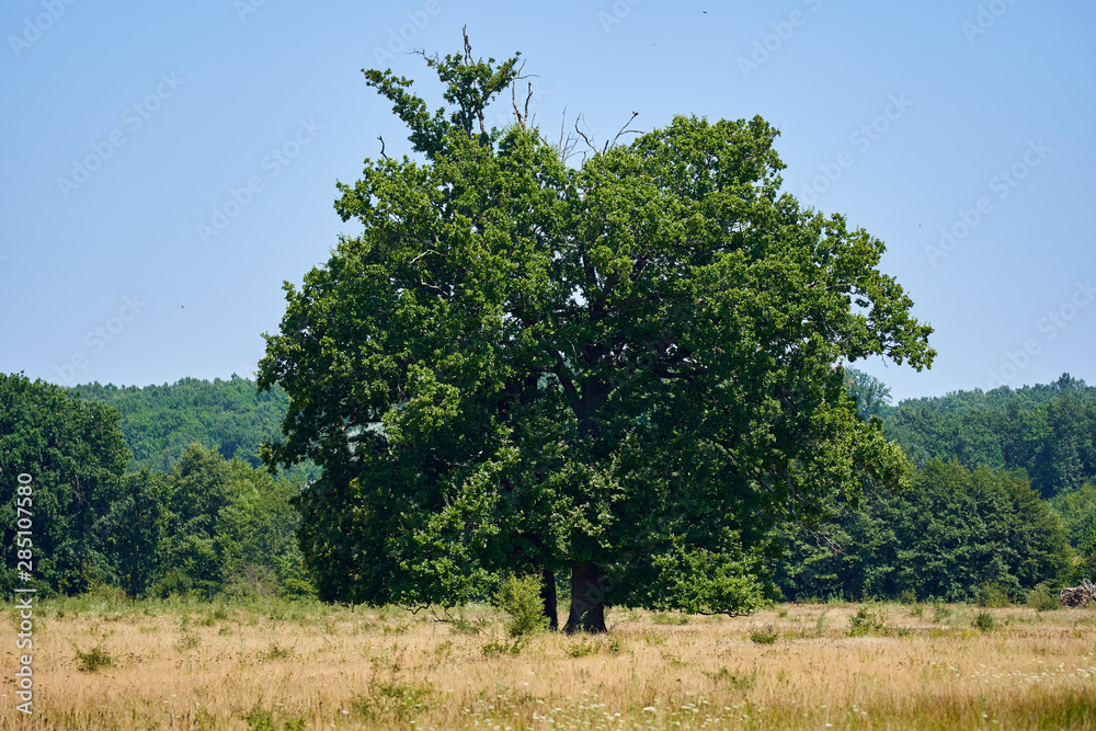 Big old oak tree Big old oak tree
