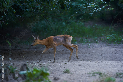 Roe deer with mange © Xalanx