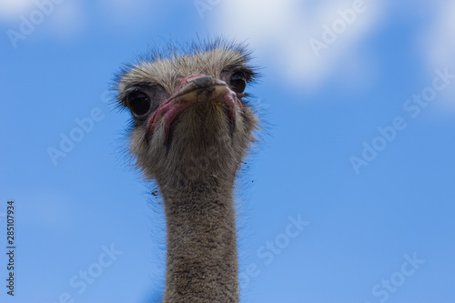 ostrich © JuanMerlano