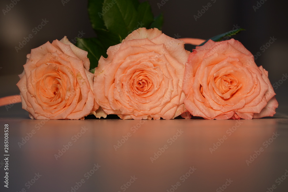 Fototapeta premium three coral roses with green leaves in contrast light,Gently pink roses at sun. Beauty tender flower with petals on light background in pastel colors is romantic gift to present to valentine's