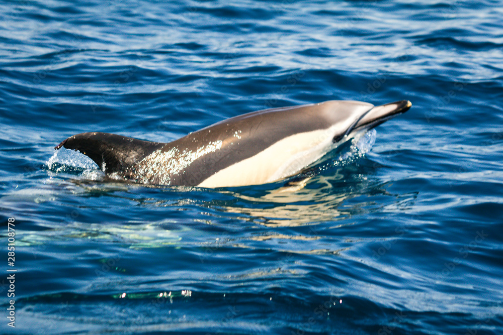 Fototapeta premium Common dolphins swimming around Algarve, Sagres