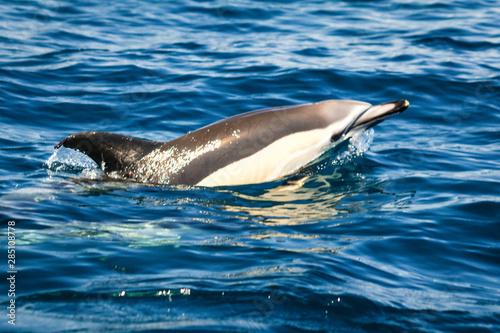 Common dolphins swimming around Algarve  Sagres