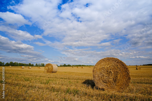 Straw bales on a field on a summer day against a blue sky.