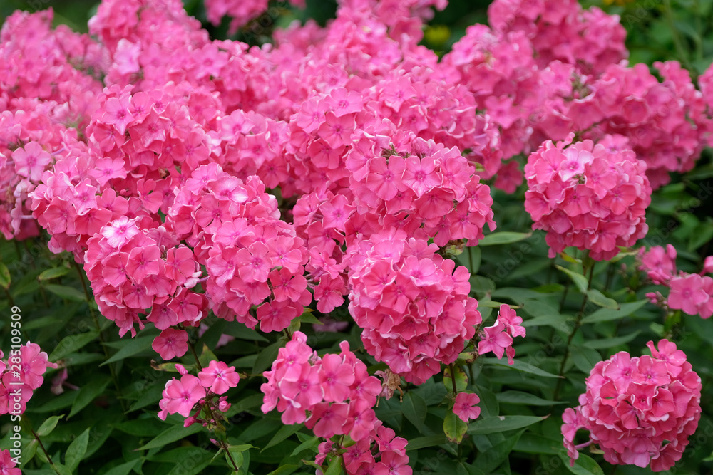 Flowers of pink phlox, summer in the garden. Flowers of pink phlox, summer in the garden.