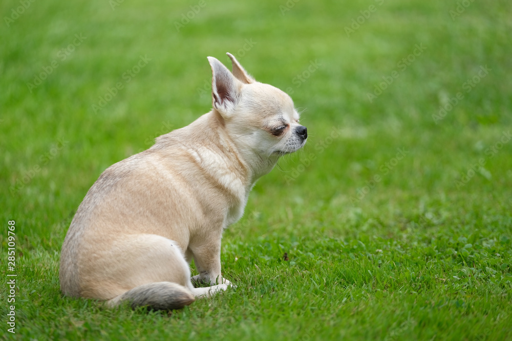 A chihuahua dog sits on the grass with its eyes closed. A chihuahua dog sits on the grass with its eyes closed.