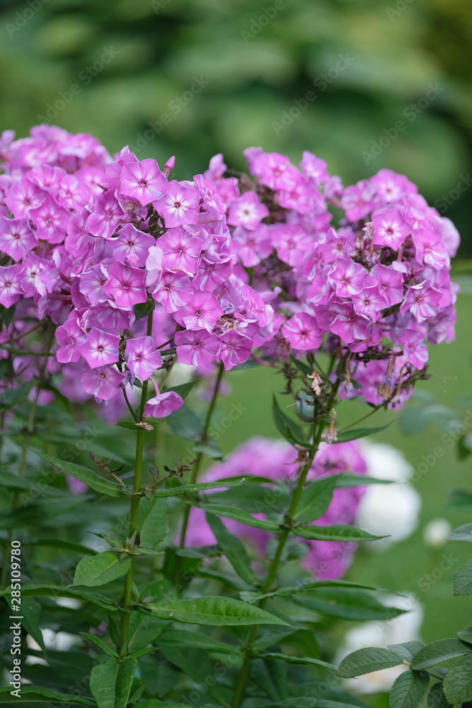 Flowers of lilac flox, summer in the garden. Flowers of lilac flox, summer in the garden.