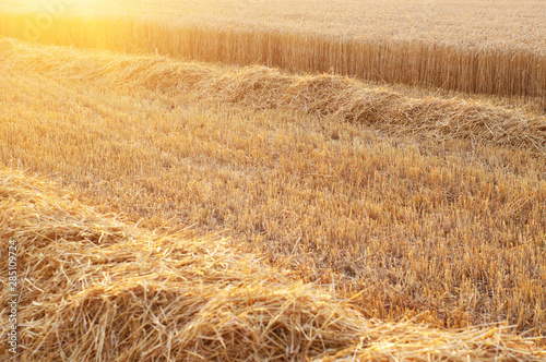 Partly harvested grain field with rows of straw in the light of sunset