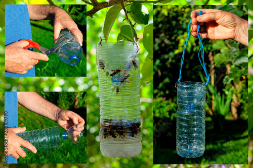 How a homemade trap is made for the Asian hornet bee.