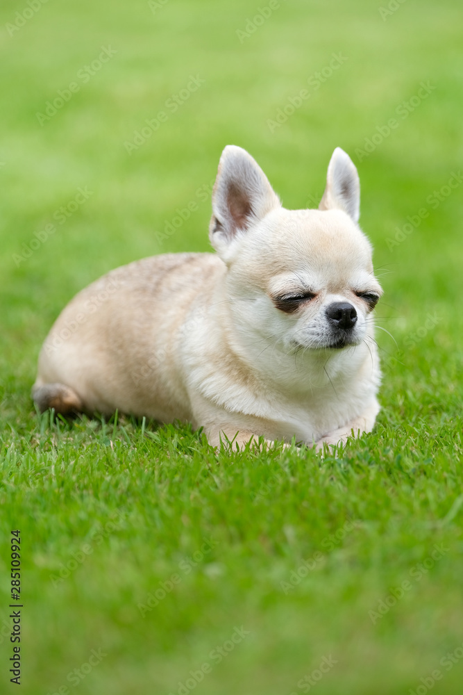 A small chihuahua dog lies on the grass.