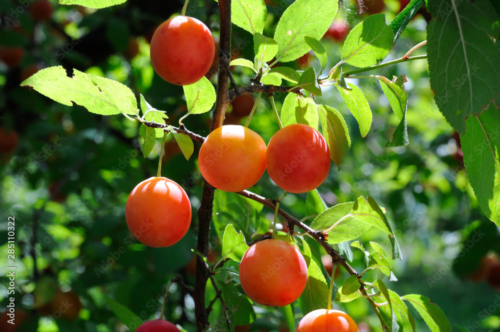 Cherry plum fruits on a background of green tree and plum leaves in the garden
