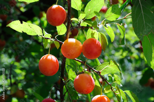Cherry plum fruits on a background of green tree and plum leaves in the garden