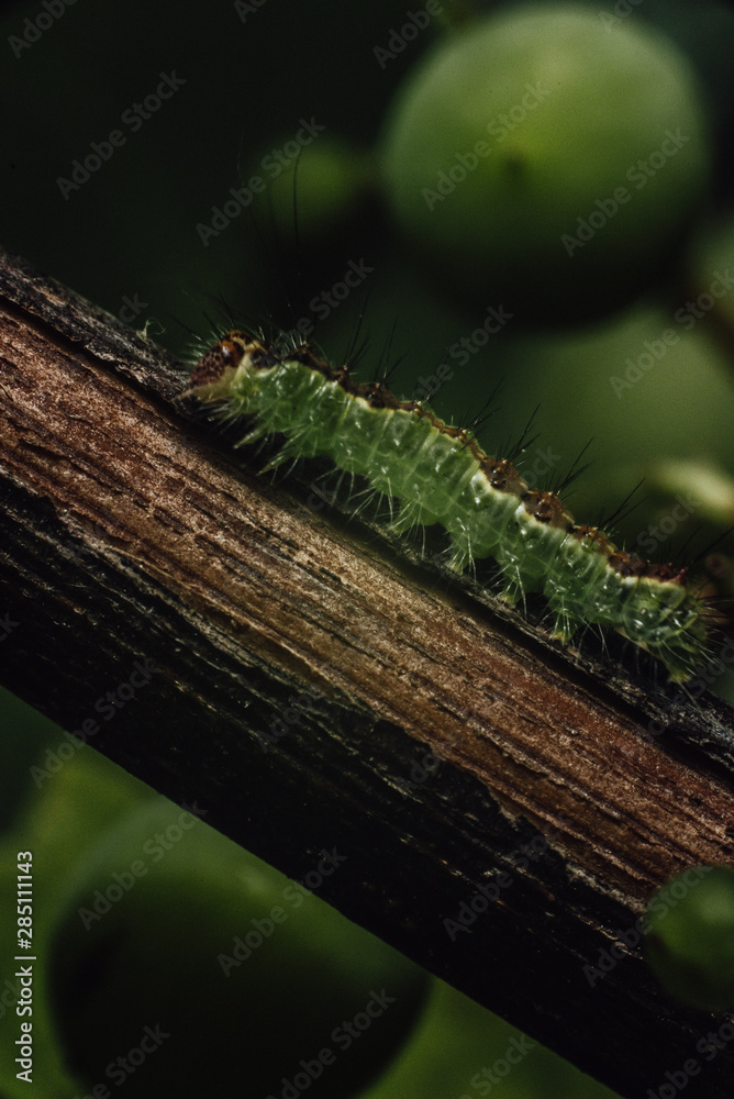 Fototapeta premium Caterpillar on the branch
