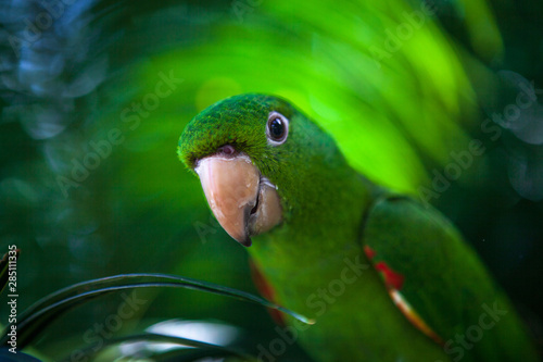 Parrot, Brazilian fauna photo