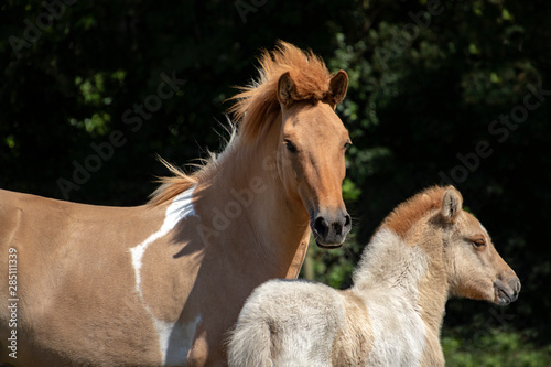 Islandic horse mare and foal