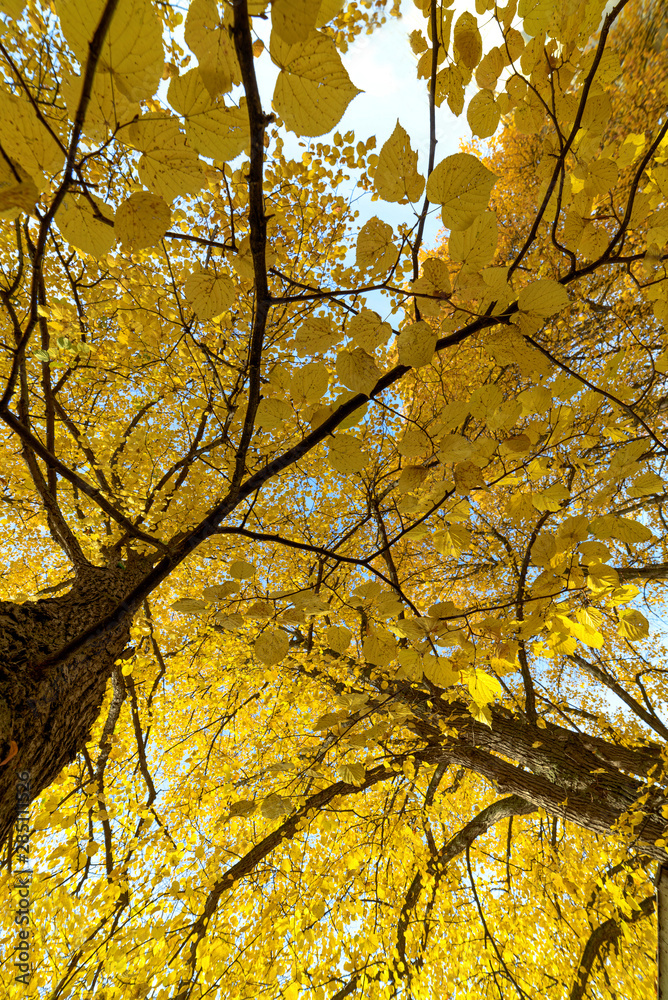 Linden tree in autumn with yellow leaves against the sky. Yellow autumn background. Linden tree in autumn with yellow leaves against the sky. Yellow autumn background.