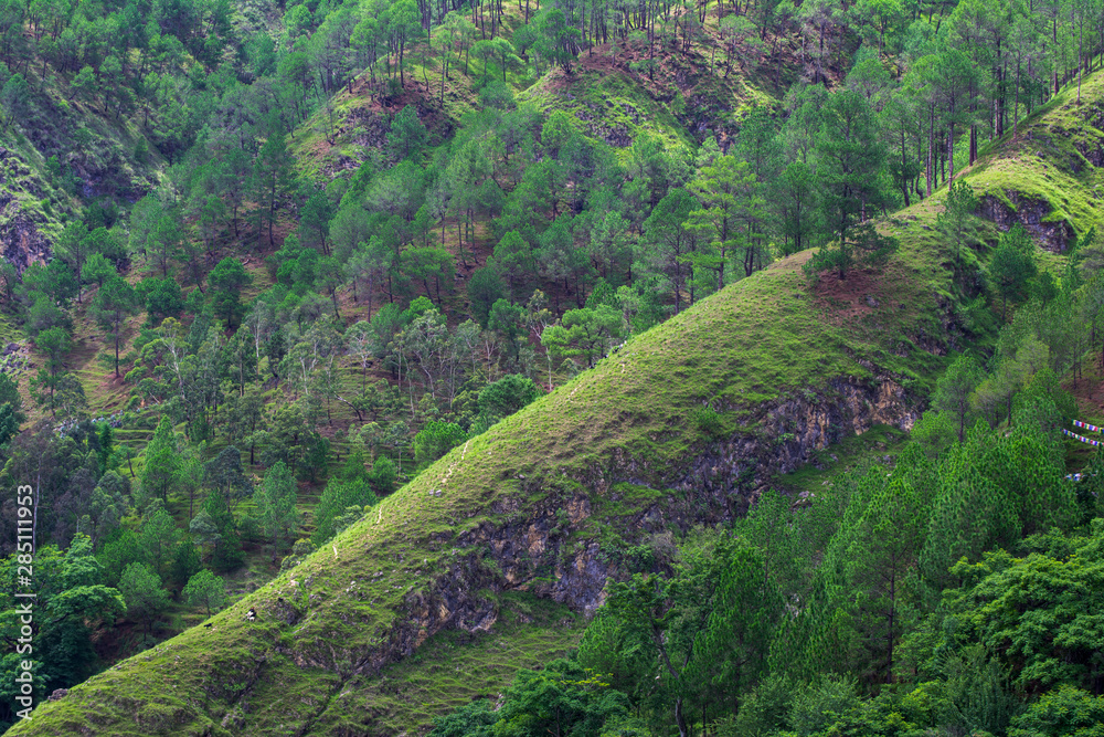 Fototapeta premium Beautiful green sloppy hill forest from Nepal