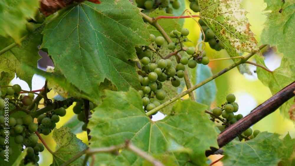 Grapes on vines and leaves with mildew infection in summer Grapes on vines and leaves with mildew infection in summer