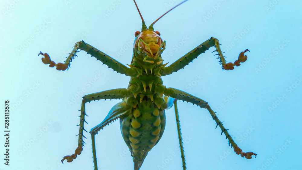 Fototapeta premium Giant Texas katydid (Neobarrettia spinosa) Poses Closeup for a Picture