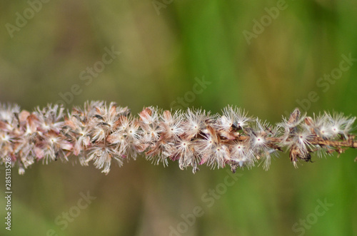 Closeup of Grass Stalk in Flower with Bokeh Background in Autumn