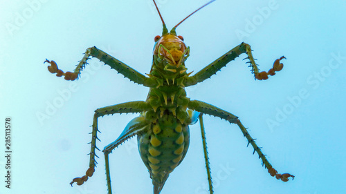 Giant Texas katydid (Neobarrettia spinosa) Poses Closeup for a Picture photo