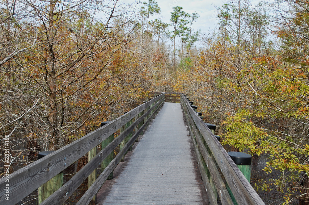 Boardwalk through Autumn Brown Cypress Swamp at Six Mile Cypress Slough Florida
