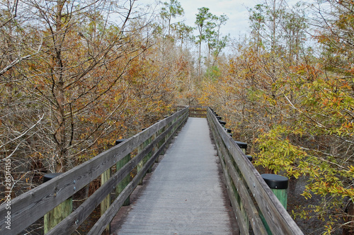 Boardwalk through Autumn Brown Cypress Swamp at Six Mile Cypress Slough Florida