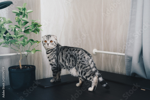 Cute gray cat near home plant