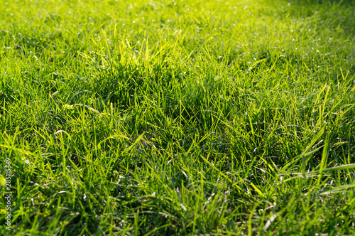 fresh green grass background close up at sunny day. texture, nature.